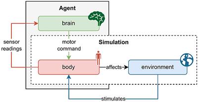 AngoraPy: A Python toolkit for modeling anthropomorphic goal-driven sensorimotor systems